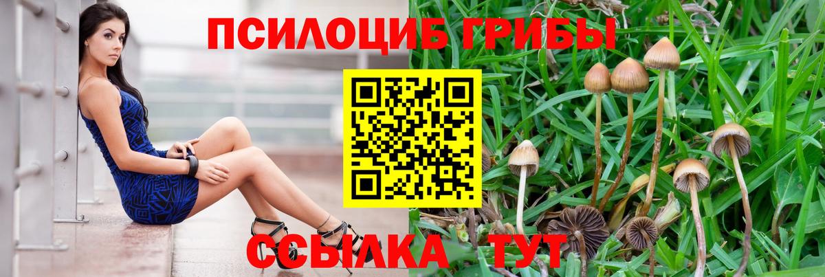 Псилоцибиновые грибы Cubensis Глазов